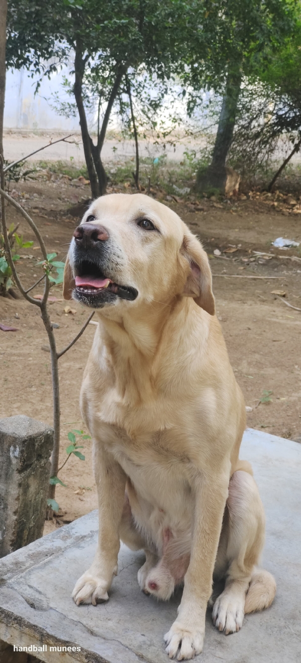 Madurai central jail police dog death