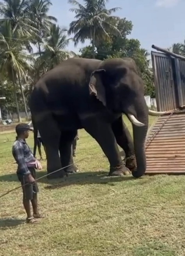 Three Kumki elephants sent to capture Rolex: Narasimman and Muthu returned to the camp after showing signs of musth, while Chinnathambi has re-entered the field!