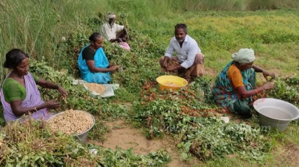 நிலக்கடலை அறுவடையில் விவசாயிகள் தீவிரம்