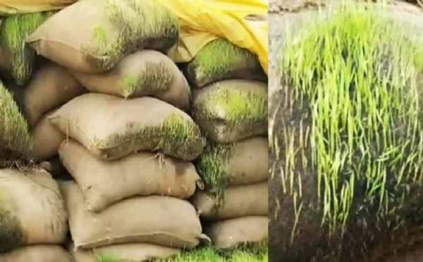 Paddy Harvesting