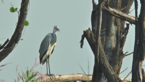 Villages in Tamil Nadu have not burst crackers for years for the sake of birds!