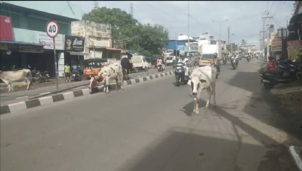 Accidents are likely to occur because of cattle on the roads