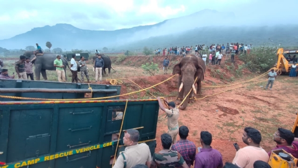 A wild elephant named Rolex, which had been threatening farmers in Thondamuthur, Coimbatore, has been captured.