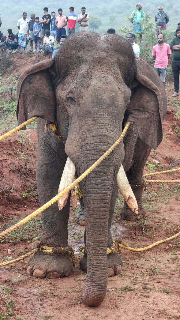 A wild elephant named Rolex, which had been threatening farmers in Thondamuthur, Coimbatore, has been captured.
