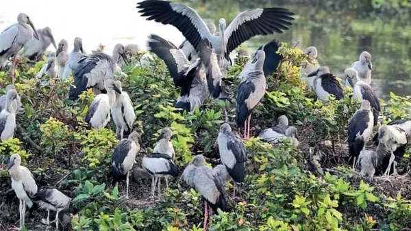 Villages in Tamil Nadu have not burst crackers for years for the sake of birds!