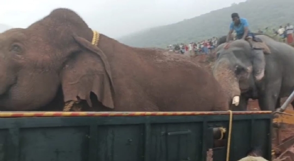 Operation “Rolex”: Forest officials captured a wild elephant that had been threatening farmers. With the help of three kumki (trained) elephants, they tranquilized and captured it, then transported it to the Topslip camp in Pollachi.