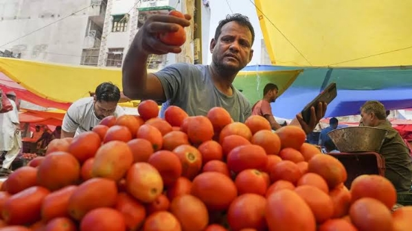 Tomato