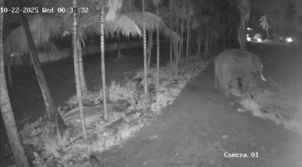 CCTV footage has emerged showing a wild elephant roaming around Thaliyur near Coimbatore.