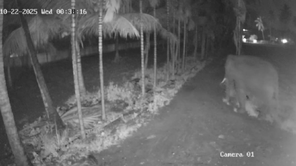 CCTV footage has emerged showing a wild elephant roaming around Thaliyur near Coimbatore.