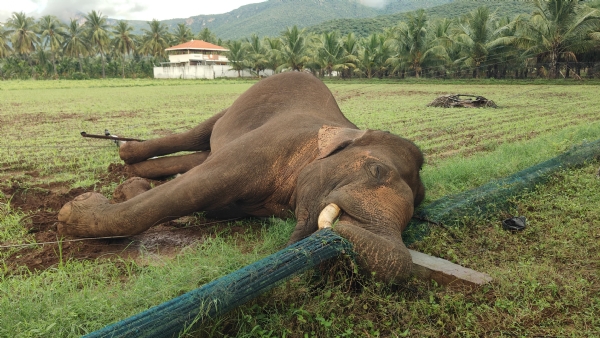 A lone wild elephant that came in search of food in Coimbatore was electrocuted after leaning on an electric pole – Forest Department investigation underway!