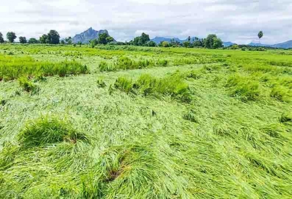 paddy grains paddy grains