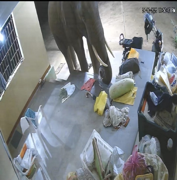 A wild elephant entered a plantation silently in search of food: It raided banana and coconut trees, and CCTV footage shows it tasting rice flour kept in front of a house! A wild elephant entered a plantation silently in search of food: It raided banana and coconut trees, and CCTV footage shows it tasting rice flour kept in front of a house!