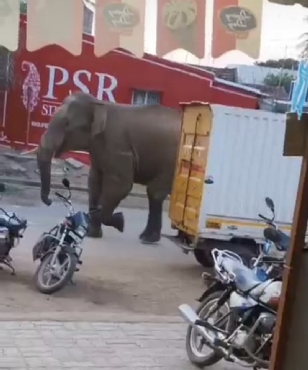 The lone tusker that had entered the village a few months ago and terrified residents was spotted crossing the Noyyal River this morning. Videos captured on mobile phones have gone viral on social media