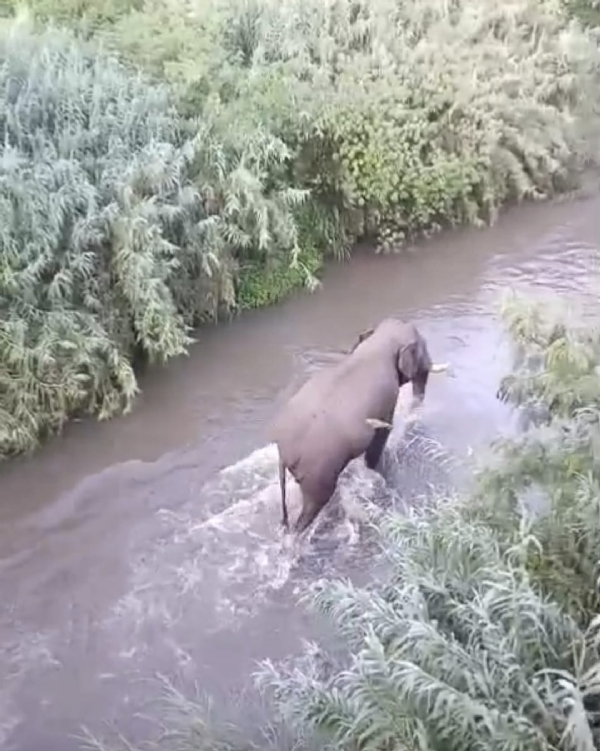 The lone tusker that had entered the village a few months ago and terrified residents was spotted crossing the Noyyal River this morning. Videos captured on mobile phones have gone viral on social media