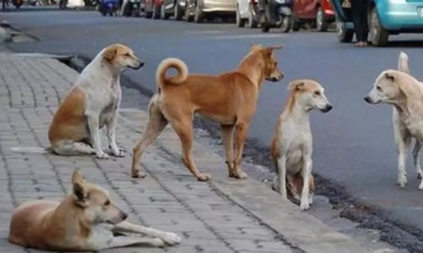 நாளை சுப்ரீம் கோர்ட்டில் தெரு நாய்கள் தொடர்பான வழக்கு மீண்டும் விசாரணை நாளை சுப்ரீம் கோர்ட்டில் தெரு நாய்கள் தொடர்பான வழக்கு மீண்டும் விசாரணை