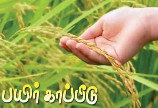அக் 31 ஆம் தேதிக்குள்  சம்பா சிறப்பு பருவ நெல் பயிருக்கு காப்பீடு செய்ய வேண்டும்  - வேளாண்துறை அறிவிப்பு அக் 31 ஆம் தேதிக்குள்  சம்பா சிறப்பு பருவ நெல் பயிருக்கு காப்பீடு செய்ய வேண்டும்  - வேளாண்துறை அறிவிப்பு