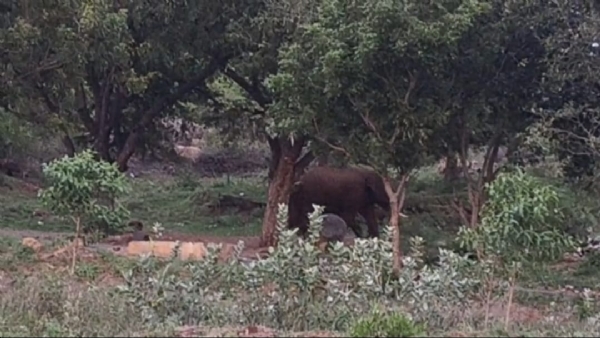 A wild elephant wandering in Coimbatore with its calf: Devotees visiting the Amman temple should travel safely — advisory shared through a video on social media! A wild elephant wandering in Coimbatore with its calf: Devotees visiting the Amman temple should travel safely — advisory shared through a video on social media!