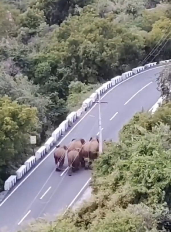 A wild elephant with its calves was spotted walking along Marudhamalai Road in Coimbatore, causing panic among devotees who started screaming, and the incident was captured on a cellphone video that has now gone viral.