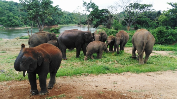 Elephant crowd Elephant crowd