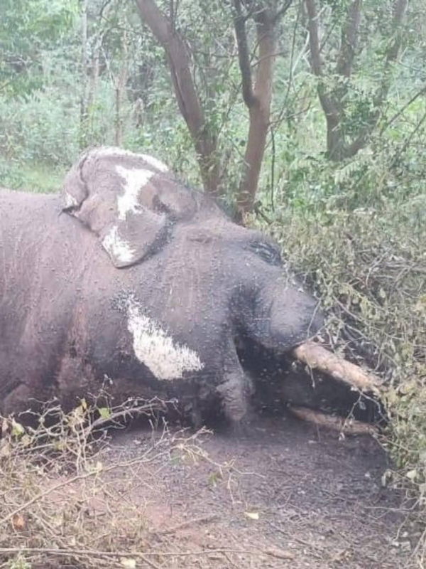 The reason for the death of the elephant that entered the Velliyangiri Temple premises in Coimbatore is not definitively known. The reason for the death of the elephant that entered the Velliyangiri Temple premises in Coimbatore is not definitively known.