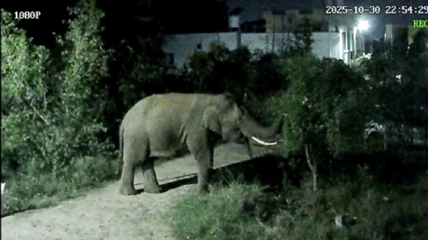 Dogs barked on seeing the elephant that entered our area: CCTV footage shows the elephant appearing to break a branch from a tree as if to strike, before calmly walking away — the video has gone viral on social media. Dogs barked on seeing the elephant that entered our area: CCTV footage shows the elephant appearing to break a branch from a tree as if to strike, before calmly walking away — the video has gone viral on social media.