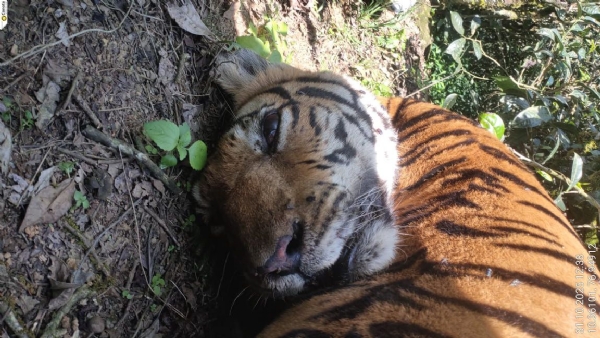 A tigress was found dead in the Valparai forest range of the Anamalai Tiger Reserve (ATR) on Friday. A tigress was found dead in the Valparai forest range of the Anamalai Tiger Reserve (ATR) on Friday.