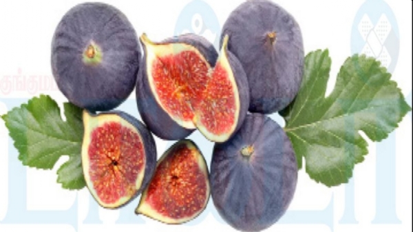 அத்திப்பழத்தின் ஆரோக்கிய நன்மைகள்! அத்திப்பழத்தின் ஆரோக்கிய நன்மைகள்!