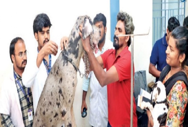 767 நாய்களுக்கு தடுப்பூசி மைக்ரோ சிப் பொருத்தம் - சென்னை மாநகராட்சி தகவல் 767 நாய்களுக்கு தடுப்பூசி மைக்ரோ சிப் பொருத்தம் - சென்னை மாநகராட்சி தகவல்