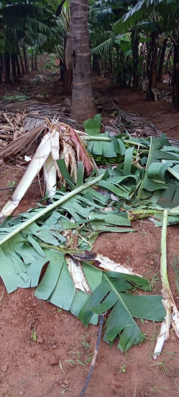 CCTV footage has emerged showing a wild elephant charging toward a person who shone a torchlight in the Thadagam area of Coimbatore. CCTV footage has emerged showing a wild elephant charging toward a person who shone a torchlight in the Thadagam area of Coimbatore.