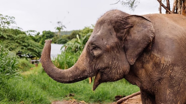 wild elephant attack wild elephant attack