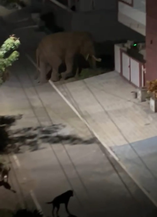 A solitary wild elephant in Coimbatore entered residential areas searching for food, tasting provisions kept in houses and ignoring barking dogs, while cell phone videos of its visit went viral online A solitary wild elephant in Coimbatore entered residential areas searching for food, tasting provisions kept in houses and ignoring barking dogs, while cell phone videos of its visit went viral online
