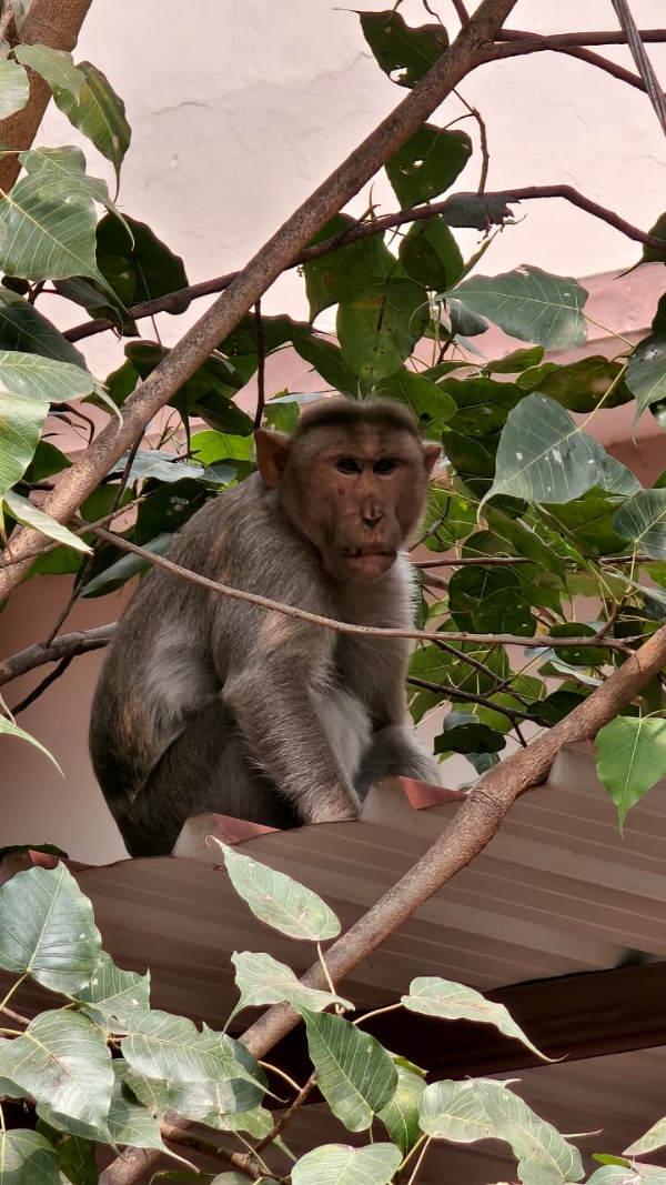 A monkey entered the Coimbatore District Collector’s office, causing trouble for the staff who were unable to eat their food. The employees have urged the Forest Department to take action. A monkey entered the Coimbatore District Collector’s office, causing trouble for the staff who were unable to eat their food. The employees have urged the Forest Department to take action.