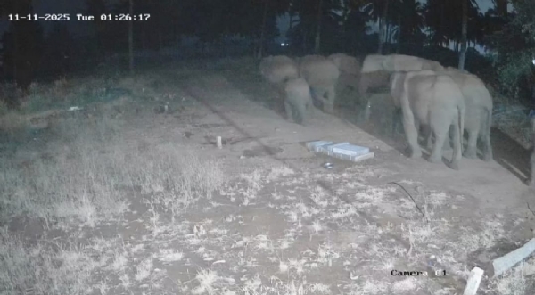 A herd of elephants entered a private garden in the Thadagam area of Coimbatore, and CCTV footage has emerged showing two elephants fighting each other. A herd of elephants entered a private garden in the Thadagam area of Coimbatore, and CCTV footage has emerged showing two elephants fighting each other.