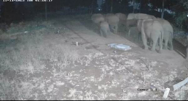 A herd of elephants entered a private garden in the Thadagam area of Coimbatore, and CCTV footage has emerged showing two elephants fighting each other. A herd of elephants entered a private garden in the Thadagam area of Coimbatore, and CCTV footage has emerged showing two elephants fighting each other.