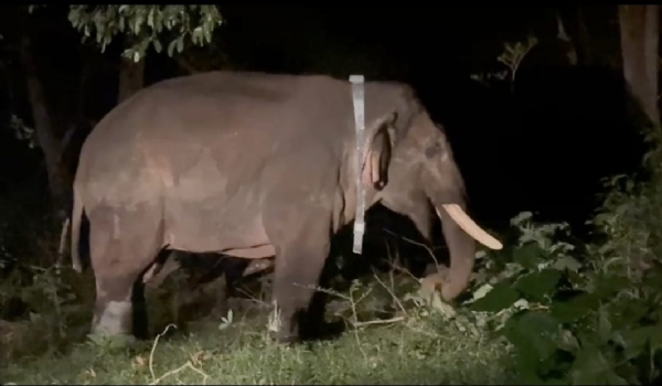 The wild elephant named Rolex, which was captured in Coimbatore, has been released into the Anamalai forest area.