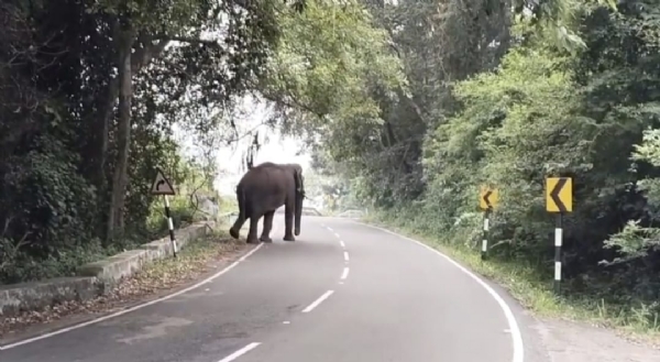 Forest officials have placed a lone wild elephant, nicknamed “Chilli Komban,” under close watch after it was seen walking gracefully along the Azhiyar–Valparai road near Pollachi.