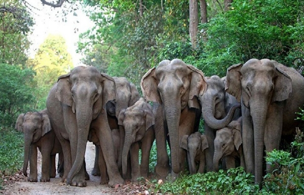 தென்காசியில் யானை தோழர்கள் குழு உருவாக்கம் - வனத்துறை அறிவிப்பு தென்காசியில் யானை தோழர்கள் குழு உருவாக்கம் - வனத்துறை அறிவிப்பு