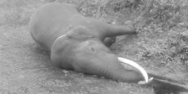 நெல்லை கோதையாறு வனப்பகுதிக்குள் வழுக்கி விழுந்து உயிரிழந்த யானை!