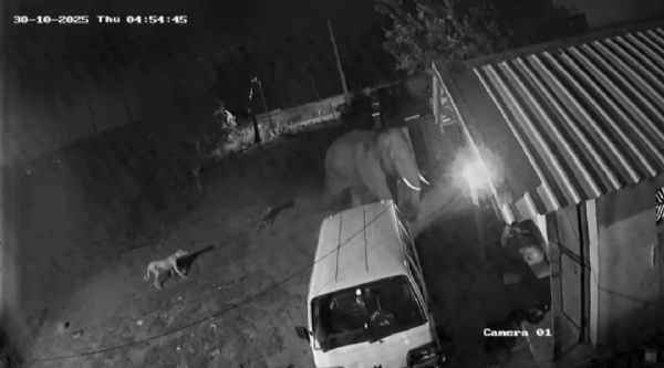 I’ll crush and kill if they bark again: A lone wild elephant chased a hunter, lifting its leg threateningly, after being provoked by barking dogs — CCTV footage goes viral!
