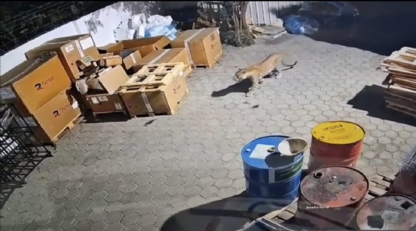 A leopard entered a private company premises in Coimbatore – the security guard stood shocked – the CCTV footage has been released.