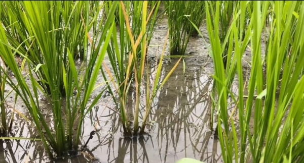 விவசாயம்