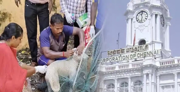 சென்னையில் செல்லப் பிராணிகளுக்கு உரிமம் பெறுவதற்கான அவகாசம் டிச.7 ஆம் தேதி வரை நீட்டிப்பு