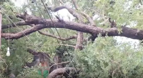 மரம் விழுந்தத்தில்  மின்சாரம் தாக்கி 3 பேர் உயிரிழப்பு