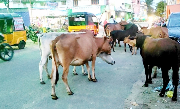 புதிதாக 14 மாடு பராமரிப்பு மையங்களை திறக்க ஏற்பாடு - சென்னை மாநகராட்சி தகவல் புதிதாக 14 மாடு பராமரிப்பு மையங்களை திறக்க ஏற்பாடு - சென்னை மாநகராட்சி தகவல்