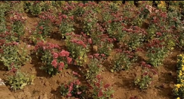 Another landmark of Coimbatore is the Semmozhi Park, created with 23 varieties of flowers.