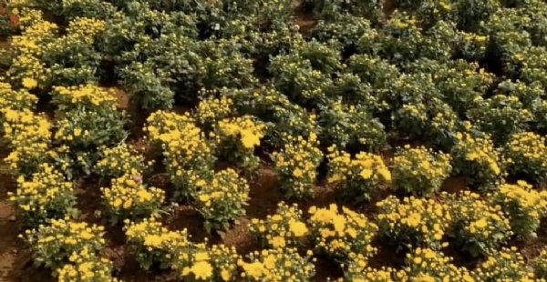 Another landmark of Coimbatore is the Semmozhi Park, created with 23 varieties of flowers.