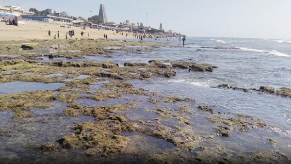 திருச்செந்தூரில் திடீரென கடல் உள்வாங்கியது திருச்செந்தூரில் திடீரென கடல் உள்வாங்கியது