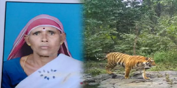 ஆடு மேய்க்க சென்ற மூதாட்டி புலி தாக்கி உயிரிழப்பு