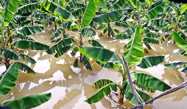 Nellai Banana Trees