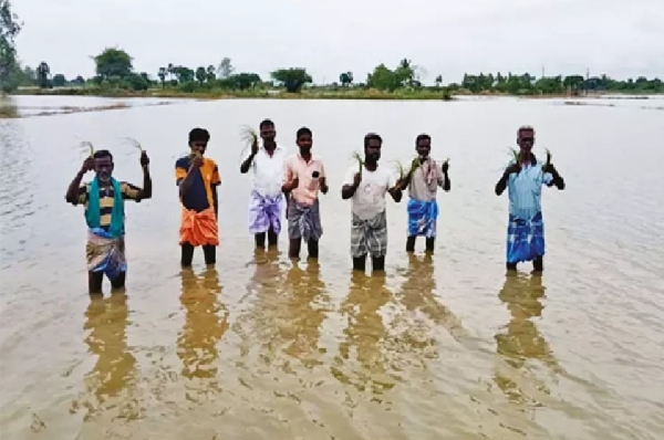 கனமழையால் 20,000 ஏக்கர் சம்பா, தாளடி பயிர்கள் சேதம் - திருவாரூர் விவசாயிகள் வேதனை